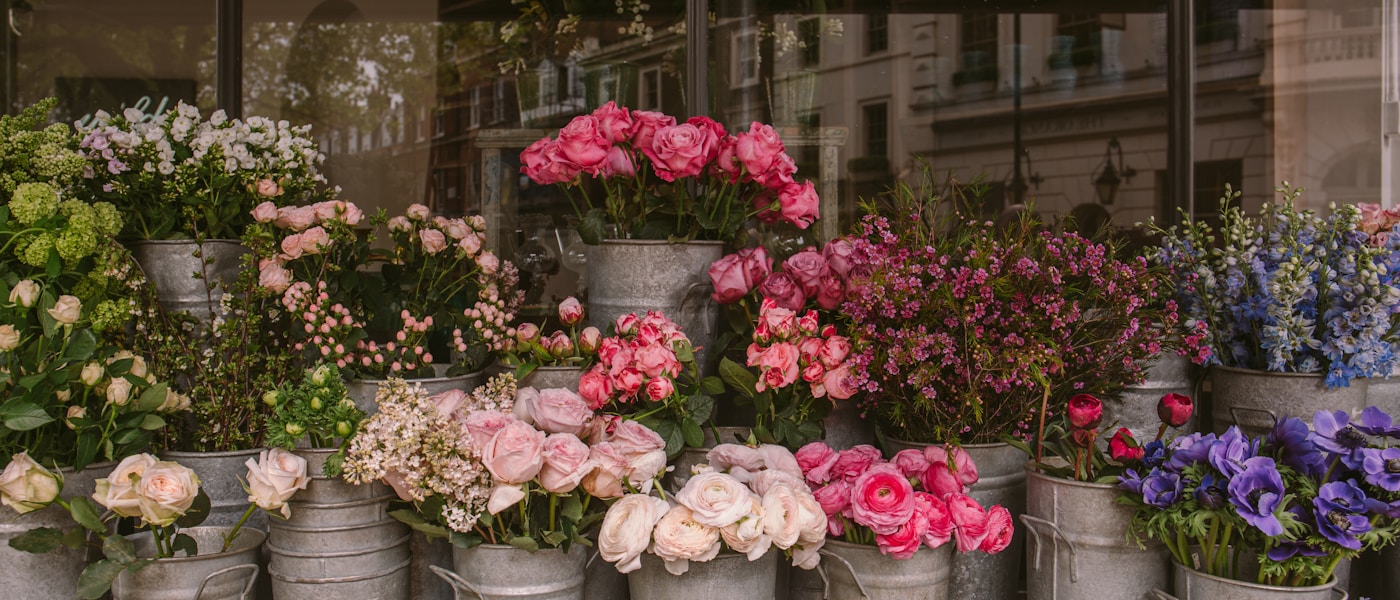 Organic hemp plants growing in Asheville NC sunlight